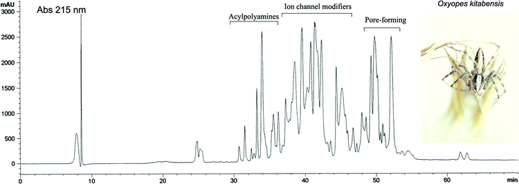 Reversed-phase chromatogram of the venom from the oxyopid spider Oxyopes kitabensis (inset). The chromatogram shows a typical protein profile of spider venom containing acylpolyamines and low molecular weight (2–8 KDa) peptides.