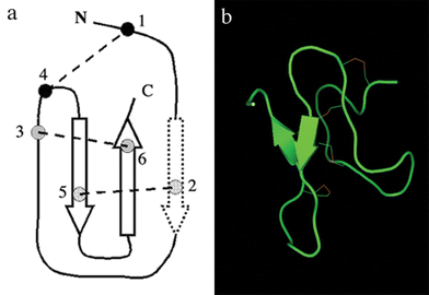 Schematic representation of the inhibitor cystine knot motif. (a) The dotted arrow represents a β-strand, which might be not found in some disulfide bridged spider peptides,74 (b) structure of paluIT1, an insecticidal spider peptide from Paracoelotes luctuosus (PDB 1V90).