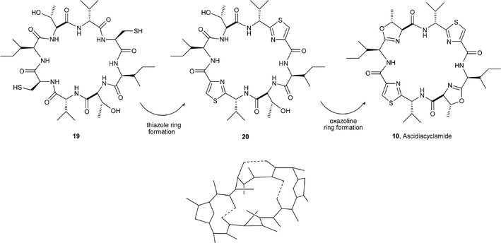 Intramolecular hydrogen bonding in the bis-thiazole 20.