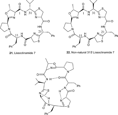 H-bonding network in the β-loop and β-turn regions of lissoclinamide 7 (21).