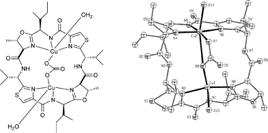 Bis-copper(ii) complex of asciacyclamide (10).