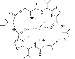 Schematic diagram of the K+ complex of ascidiacyclamide 10 after acid-catalysed opening of the two oxazoline rings.