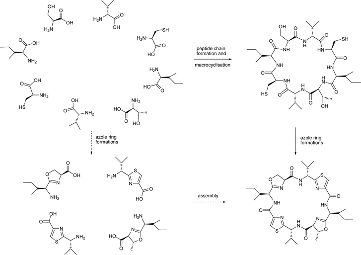 Assembly of cyclic peptides.