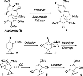 Barton's proposal for the biosynthesis of acutumine (1).