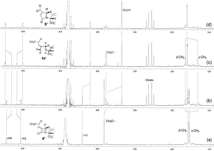 
          1H NMR spectra of (a) 4′ in D2O buffer (0.02 M phosphate, pH 7.2, 25 °C) and (b) 7.5 min, (c) 38 min, (d) 50 min following addition of β-lactamase enzyme in a citrate buffer.