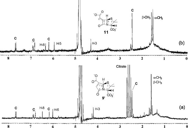 
          1H NMR spectra of the hydrolysis products of 8′ (a) 50 min after addition of β-lactamase enzyme, and (b) after 12 h in D2O buffer (0.02 M phosphate, pH 7.2, 25 °C). The peaks labelled C correspond to free 7-hydroxy-4-methylcoumarin in both spectra.