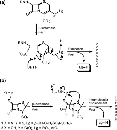 β-Lactams showing a latent prodrug reactivity pattern: (a) a typical cephalosporin, (b) generic penicillin structures.