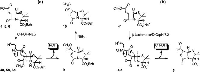 Reaction pattern of: (a) benzhydryl esters in CH3OH–0.2 M NEt3, (b) sodium salt 4′ in D2O buffer (pH 7.2), 25 °C in the presence of β-lactamase enzyme.