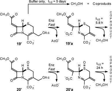 Rates of methanol release from cephalosporin structures 19′ and 20′.