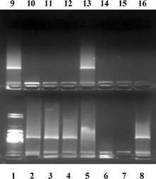 
              Electrophoresis of calf thymus DNA in a double agarose gel in the presence of 4a–c and control compounds: Lane 1, λHindIII–DNA; Lanes 2 and 9, DNA alone; Lane 3, guanidine hydrochloride; Lane 4, αCD; Lane 8, βCD; Lane 13, γCD; Lanes 5, 6, 7, DNA : 4a mass : charge ratio of 5 : 1, 2 : 1 and 1 : 1, respectively; Lanes 10, 11, 12, DNA : 4b mass : charge ratio of 5 : 1, 2 : 1 and 1 : 1, respectively; Lanes 14, 15, 16, DNA : 4c mass : charge ratio of 5 : 1, 2 : 1 and 1 : 1, respectively.