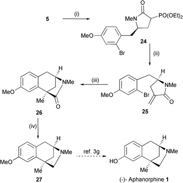 
          Reagents and conditions: i, (EtO)2OPCH2CO2Et, t-BuOK, THF, 40 °C then 5 M HCl (84%); ii, NaH, paraformaldehyde, THF (74%); iii, Bu3SnH–AIBN (added over 1.5 h), PhH, reflux (62% + 18% of 30); iv, LiAlH4, THF (93%).