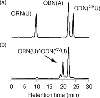 HPLC analysis of the irradiated ODN(CVU) and ORN(U) in the presence of template ODN(A): (a) before irradiation; (b) after irradiation at 366 nm for 32 min, 96% yield.