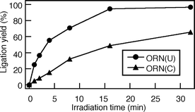Time course of photochemical terminal ligation of ORN(U) or ORN(C).