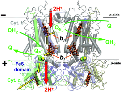 Overview of structure and function of the cytochrome bc1 complex. The scheme shows the Q-cycle scheme20 as plotted over the X-ray structure of a dimeric bc1 of Rb. capsulatus (PDB entry 1ZRT7). Colour code: grey, cytochrome b subunits; blue, the Rieske protein subunits; green, cytochromes c1; orange, hemes; yellow-green, the FeS clusters. Yellow arrows, ET steps; red arrows, proton transfer steps. The figure was produced with the help of the VMD software package.152