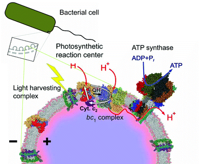 Schematic presentation of electron cycling in a chromatophore membrane (the figure is reproduced from ref. 26 with permission). White arrows depict electron cycling between the RC and the bc1. The red color of the interfacial water layer indicates its higher acidity at steady state, which can increase the protonic backpressure over the cytochrome bc1 complex.153