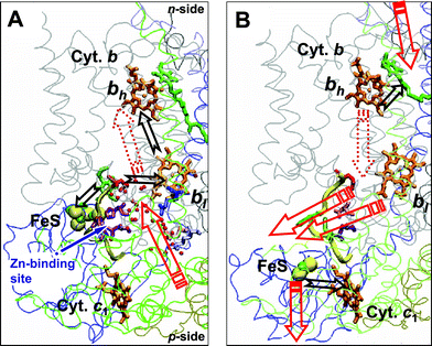 Tentative scheme of electron and proton transfer during the initial steps of bc1 turnover (the figure is reproduced from ref. 26 with permission). Black arrows, ET events; red arrows, proton transfer events; dark-red dotted arrows, dielectric relaxation of protein–water. The redox centers are colored as in Fig. 1. Below the yeast numbering of amino acid residues is given by straight letters, while that of Rb. capsulatus is given in italic letters. The Glu-272 (Glu-295) of cytochrome b is colored red. The segment of the ef loop that interferes with the movement of the FeS domain is shown as a thick yellow tube (cytochrome b residues from 260 to 270 (from 283 to 293 in Rb. capsulatus). The figure was produced with the help of the VMD software package.152 (A) Fast step of ubiquinol oxidation in center P. The picture is a compilation of two crystal structures of the yeast bc1 with the FeS domain docked to cytochrome b in the presence of stigmatellin: the water chains from the high resolution structure (PDB entry 1EZV14) are superimposed over the structure of a dimeric yeast bc1 co-crystallized with cytochrome c (PDB entry 1KYO15). The bound stigmatellin in center P was replaced by ubiquinol. Water molecules, which are found in the vicinity of center P are shown as red balls. The four amino acid residues, which correspond to the Zn2+-binding ligands of the chicken bc1, are depicted in violet. Thereby Ser-268 of yeast was replaced by histidine, as in Rb. capsulatus (His-291) and chicken; other residues are His-253 (His-276), Asp-255 (Asp-278) of cytochrome b and His-185 of cytochrome c1 (no evident counterpart in Rb. capsulatus). (B) Slower step of ubiquinone reduction in center N. The picture is based on the structure of the chicken bc1 with the FeS domain in the “cytochrome c1” position (PDB entry 1BCC11). Ubiquinol in center N is shown in the same position as it is found in the yeast bc1 (PDB entry 1EZV14). The four amino acid residues, which bind Zn2+ in the chicken bc1 are colored as follows: cytochrome b, Asp-253 (His-276), pink, Glu-255 (Asp-278), violet, His-268 (His-291), green, cytochrome c1, His-121 (no evident counterpart in Rb. capsulatus), light green.