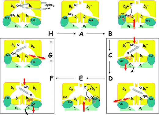 Activated Q-cycle in a dimeric cytochrome bc1 complex (the scheme has been first presented during the 13th EBEC Meeting).154 Thin black arrows, electron transfer steps; thick red arrows, proton transfer steps; thick gray arrows, quinone/quinol exchange reactions. Protons are depicted as red, circled crosses. The tentative mechanism of the first ubiquinol oxidation, as presented on panels from A to D, is based on the single-turnover data53,112–114 and on the comparative analysis of different bc1 structures.26,113,136 The following steps (panels from E to H), which describe the second turnover of center P, are hypothetical; they are based on symmetry considerations and on the need to complete the catalytic cycle. For the other explanations, see the text. (1) Panel A, initial activated state. When ubiquinol is present, the bc1 dimer is in an activated QN˙−bhox | bhred state. The docking of the oxidized FeS domain to cytochrome b leads to the formation of a quinol-oxidizing catalytic site in center P. (2) Panel B, the faster oxidation of QPH2 (see also Fig. 3A). The ubiquinol oxidation leads to the coupled electron and proton transfer to the FeS cluster yielding a QP˙− semiquinone. The reduced and protonated FeS domain remains docked to cytochrome b for the time being. The electron goes from QP˙− to heme bl; the released proton resides in center P. The electron then crosses the membrane going from heme bl to the only oxidized heme bh of the bc1 dimer, next to the QN˙− semiquinone. This transmembrane ET seems to be electrostatically compensated. (3) Panels C and D, the slower formation of QNH2 (see also Fig. 3B): The FeS domain undocks and moves towards cytochrome c1. This reaction seems to be coupled to the oxidation of heme bh by the QN˙− semiquinone, electrogenic binding of two protons from the n-side of the membrane, and formation of a QNH2 ubiquinol. The oxidation of the reduced and protonated FeS domain by cytochrome c1 is accompanied by the proton release into the water phase. In the same time, the protons, which have compensated the negative charge at cytochrome b hemes, get out via the now open proton exit. The transfer of all these protons across the membrane dielectric, as well as the re-orientation of the intra-membrane dipoles and charges, account for the observable electrogenic reaction. Only for illustrative purposes, the reactions accompanying this slower step of the catalytic cycle are depicted on two panels C and D; the panels are framed to emphasize that all these reactions are likely to be coupled to each other (this consideration relates also to the panels F and G).