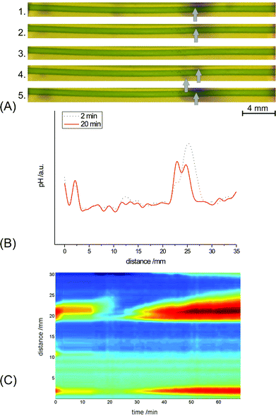 (A) Individual images for distribution of the pH-indicating dye thymol blue along an illuminated C. corallina cell under resting conditions and at various stages after AP generation: (1) before excitation; (2) 2 min after cell excitation; (3) 11 min after excitation; (4) 20 min after excitation; (5) 40 min after excitation. Arrows indicate the centers of the alkaline bands (bluish color) at different measurement times. (B) Longitudinal profiles of green color intensity at various stages after cell excitation: (1) 2 min; (2) 20 min. (C) Time-space diagram corresponding to the 3-d time-space plot of Fig. 1. The color map in (C) is the same as in Fig. 1.