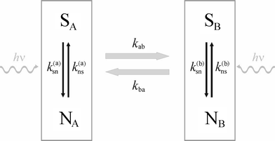 Schematic of the four-state model for a dye–protein complex. The whole complex toggles back and forth between states A and B (left to right and back). In both states, the fluorescent dye can reside either in a fluorescent state S or a non-fluorescent state N. The fluorescent decay in states SA and SB is distinct and is used for FLCS. Transitions between fluorescent and non-fluorescent states may be light-driven (indicated by the wiggled lines with hν on top).