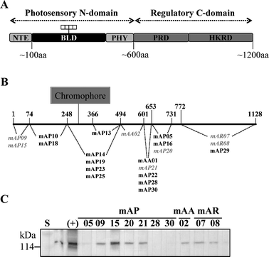 Epitope mapping of phytochromes with anti-phytochrome monoclonal antibodies. (A) Schematic diagram of a phytochrome monomer domain structure. Phytochromes consist of a N-terminal photosensory domain and a C-terminal regulatory domain. NTE, N-terminal extension; BLD, bilin lyase domain; PHY, phytochrome-specific domain; PRD, PAS-related domain; HKRD, histidine kinase-related domain. (B) Mapped epitopes of 21 monoclonal antibodies; the 7 antibodies used for IAsys analyses are shown in gray and italics. (C) The cross-reactivities of monoclonal antibodies with native oat phyA.