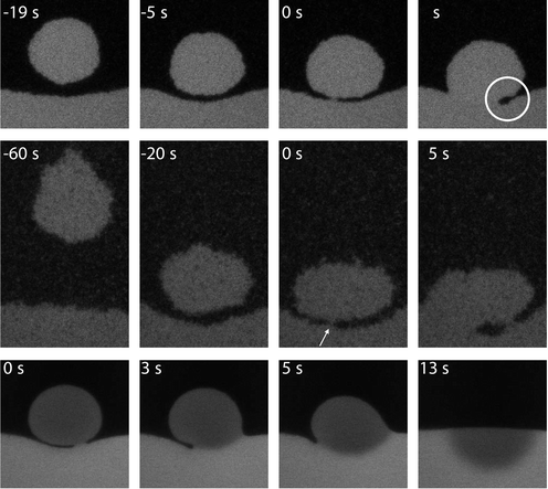 Coalescence of liquid droplets with the bulk liquid phase. Top row, the drop diameter D = 16.5 µm and the statepoint is relatively far away from the critical point; middle row, D = 21.8 µm and close to the critical point. Bottom row, D = 30 µm. The three consecutive steps of the coalescence event can be followed in time (as indicated, where t = 0 corresponds to the instant of film breakup). The white circle marks the typical shape as predicted by Eggers et al..17 In the middle row, the arrow denotes the place of film breakup. In this case, a second connection is made and gas phase is being trapped in the liquid phase. In the bottom row, the dye inside the droplet is bleached and the coalescence event can be followed in great detail. The drop forms a hemisphere in the bulk phase and spreads by diffusion.13,18