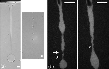 Droplet snap-off in a system with a relatively high (a) and a very low (b) interfacial tension. In the transmission light microscopy images of (a) the neck shape is highly asymmetric and many satellite drops are formed. In (b), showing two different events, the neck shapes are rather different than in (a). Only two and zero satellite droplets will form, respectively. In the top of the image the glass stick can be seen, which acts as a collector of liquid material and facilitates the snap-off. In all images scale bars denote 20 µm.