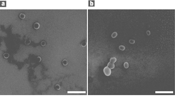 Scanning electron microscope images of main-chain polyether nanoparticles based on 1-(4-hydroxy-4′-biphenyl)-2-(4-hydroxyphenyl)butane. Particles are shown after being annealed at 101 °C for 40 s and (a) quickly quenched in liquid nitrogen; (b) slowly cooled to room temperature. The white bar represents 200 nm. (Taken from ref. 55). Reprinted by permission from Macmillian Publishers Ltd: Nature Materials, 2005, 4, 486–490, copyright 2005.