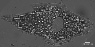 Cell-assisted colloidal assembly. From Curtis et al., p. 337.