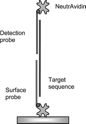 Schematic of the assay format for hybridisation signal enhancement by the capture of NA to the detection probe.