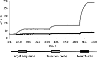 Sequential injections of 1 µg ml−1 target sequence, 1 µg ml−1 detection probe and 5 µg ml−1 NeutrAvidin to enhance the hybridisation signal. Grey: active flow cell; black: control flow cell.