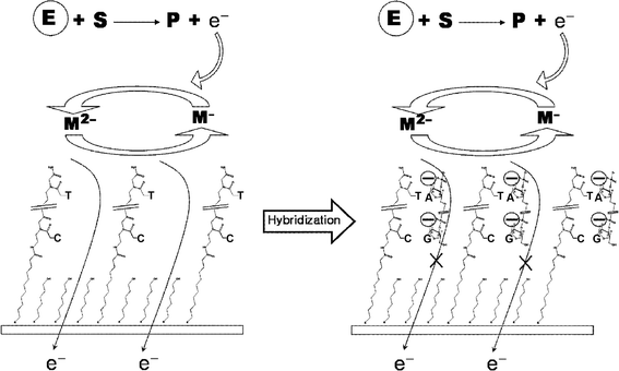 Electrochemical signal amplification strategy of PNA-based DNA sensing surface using enzymatic catalysis. The letters E, S, P and M mean enzyme, substrate, product and mediator, respectively.