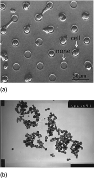 (a) The cell array cultured onto the Petri dish, pictured by the inverted microscopy. The diameter of cell island is about 20 μm and the distance between two nearest islands is about 30 μm. (b) The TEM image of AgNPs, and the diameters of them were between 30–50 nm.