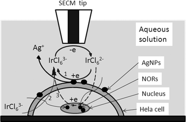 The operating principle of SECM to detect the interaction between AgNPs and Hela cells. When the tip approaches the cell, the IrCl63− is regenerated in three ways: (1) IrCl62− reduced by the AgNPs adsorbed on the cell membranes; (2) IrCl63−, which is plentiful in the bulk solution, may penetrate into cells and diffuse away from the tip; (3) IrCl62− penetrates into the cells and is reduced by intracellular redox species or the AgNPs in the NORs.