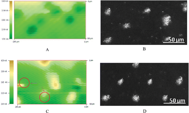 
            Optical micrographs (B and D) and SECM images (A and C, 200 μm × 100 μm) of island patterns of Hela cells formed onto the Petri dish. The red circles in C indicate the lateral excursion of the cells after the interaction with AgNPs, which stands for the decreasing of the activities.