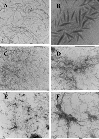 
          TEM images of doxorubicin–MWNT complexes. (A) MWNTs alone (scale bar 100 nm), (B) doxorubicin alone (scale bar 2 µm), (C) 2 × 1018, (D) 1 × 1018, (E) 0.5 × 1018doxorubicin molecules per mg MWNT with scale bar of 500 nm and (F) 0.5 × 1018doxorubicin molecules per mg MWNT at higher magnification (scale bar corresponds to 100 nm). The final MWNT concentration was kept constant at 0.5 mg ml–1.