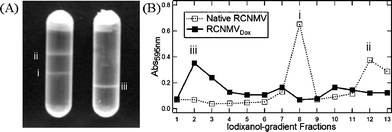 (A) Distribution profile of native RCNMV (left) and RCNMVdox (right) through a 20–60% iodixanol gradient after centrifugation. (B) Absorbance of each iodixanol gradient fraction. Data are presented with the densest fractions on the left. Peaks labelled with (i), (ii) and (iii) corresponded to bands observed on the tubes.