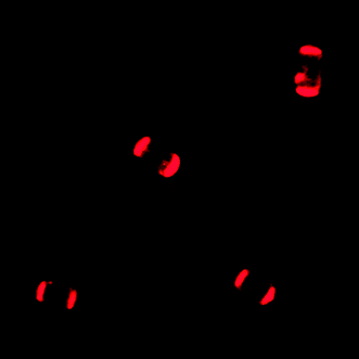 
          Fluorescence microscopy image of four 4.5 µm long zeolite L crystals with stopcock IL-1 adsorbed at the channel entrances.