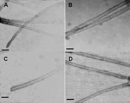 
          TEM images of the tubular structures formed by the CMV CP with non-specific dsDNA of different lengths. (A) 300 bps DNA, (B) 100 bps DNA, (C) 50 bps DNA and (D) SARS-CoV N gene fragments (about 500 bps). Scale bars are all 50 nm.