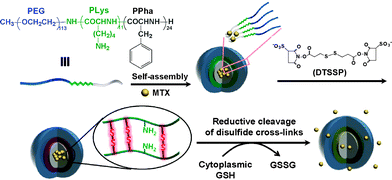 Illustration of shell cross-linking in drug-loaded polymer micelles and facilitated drug release in response to cellular GSH.