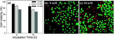Cytotoxicity of MTX-loaded SCM2 at various GSH-OEt levels (a); cell viability/death images after treating with MTX-loaded SCM2 for 5 h at a different GSH-OEt level ((b) and (c)).