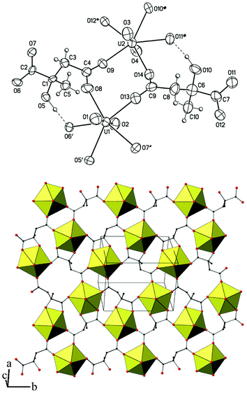 Top∶ View of the complex [UO2(Hcitml)] 1. Hydrogen bonds are shown as dashed lines. Displacement ellipsoids are drawn at the 50% probability level. Symmetry codes∶ see Table 2. Bottom∶ View of one layer showing the uranium coordination polyhedra; the other atoms are shown as spheres of arbitrary radii; hydrogen atoms are omitted for clarity.