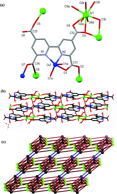 (a) Molecular structure and atomic numbering scheme for 6 with symmetry equivalents of Cu1 and Sr1 included showing further coordination of the carboxylate oxygen atoms. Hydrogen atoms omitted for clarity. Symmetry operators: a = –x, 1 – y, –z; c = 1 – x, 3 – y, 2 – z; d = 1 – x, 2 – y, 1 – z; e = –x, –y, 1 – z; f = 1 – x, 2 – y, 2 – z. (b) Packing diagram of the 3D network of 6 viewed down the crystallographic b-axis. (c) Schematic representation of the underlying network topology. Black spheres represent the tcpb4– ligands (sphere is the midpoint of the C–C bond between pyridyl rings), green spheres represent the Sr atoms, and the ligand–ligand connections via the pairs of Cu atoms are highlighted by the blue bonds.