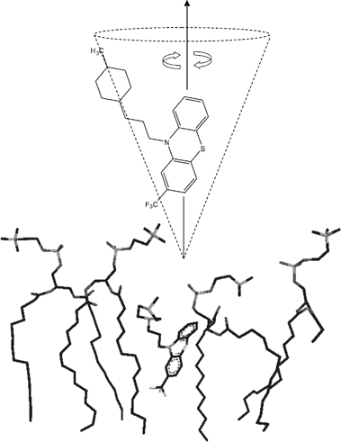 A model for the orientation of TFP within a single leaflet of DMPC bilayers showing the proposed rotational trajectory of the drug.