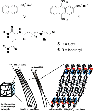 A cartoon representation of the self-assembly of the anionic naphthalene (3) and anthracene (4) within the cationic glutamate (5 or 6) derivatives resulting in supramolecular light harvesting hydrogels. Reprinted with permission from ref. 41. Copyright 2002, Wiley-VCH.