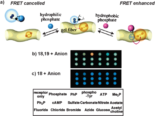 (a) Illustration of the guest-dependent FRET system using 18 and 19, by the addition of PhP or ATP in a hydrogel matrix. Digital camera photographs of the sensing patterns of the semi-wet molecular recognition (MR) chips of the hydrogel 17 containing (b) the coumarin-appended receptor 18 with the styryl dye 19 and (c) 18 without 19 in the presence of various anions. The spotted position of anions is shown in the bottom of the figure. Reprinted with permission from ref. 48. Copyright 2005, American Chemical Society.