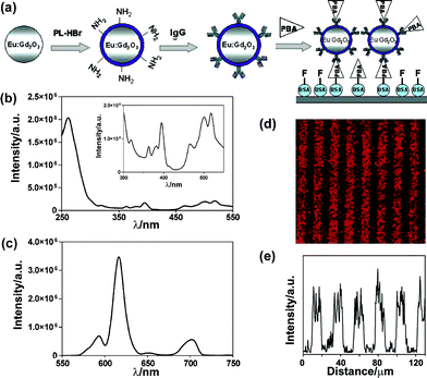 (a) Scheme of the competitive immunoassay. (b) The excitation spectra of Gd2O3:Eu NPs with λem= 615 nm and (c) the emission spectra with λex= 260 nm. The inset in (b) shows the excitation peaks of Eu3+. (d) Fluorescence image of Gd2O3:Eu labeled microarrays and (e) the corresponding fluorescence intensity profile. Reprinted with permission from M. Nichkova, D. Dosev, S. J. Gee, B. D. Hammock and I. M. Kennedy, Anal. Chem., 2005, 77, 6864. © 2005 American Chemical Society.