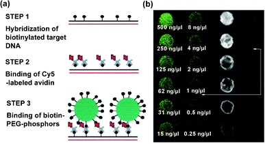 (a) Experimental procedure for DNA detection. (b) Fluorescence outputs from UC phosphors (left) and Cy5 dyes (right). The data refer to DNA concentration and arrows indicate detection limit. Reprinted with permission from F. Rijke, H. Zijlmans, S. Li, T. Vail, A. K. Raap, R. S. Niedbala and H. J. Tanke, Nat. Biotechnol., 2001, 19, 273. © 2001 Nature Publishing Group.