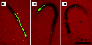 The excretion behavior of C. elegans in food abundant medium for (a) 0 h, (b) 1 h, and (c) 2 h. False color images with red representing the bright field and green standing for the Y2O3:Yb,Er emission. Reprinted with permission from S. F. Lim, R. Riehn, W. S. Ryu, N. Khanarian, C. Tung, D. Tank and R. H. Austin, Nano Lett., 2006, 6, 169. © 2006 American Chemical Society.