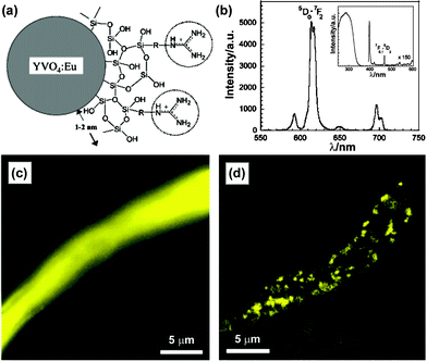 (a) Scheme of guanidine-labeled YVO4:Eu NPs. (b) Fluorescence spectrum including excitation lines of Eu(iii). (c) Wide-field image and (d) time-gated image of Na+ channels blocked with Gua–NPs. Reprinted with permission from E. Beaurepaire, V. Buissette, M. Sauviat, D. Giaume, K. Lahlil, A. Mercuri, D. Casanova, A. Huignard, J. Martin, T. Gacoin, J. Boilot and A. Alexandrou, Nano Lett., 2004, 4, 2079. © 2004 American Chemical Society.