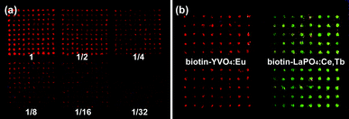 (a) Avidin microarrays of 2-fold dilution series labeled with biotin–YVO4:Eu NPs. (b) A two-color microarray imaging strategy using red YVO4:Eu and green LaPO4:Ce,Tb markers.